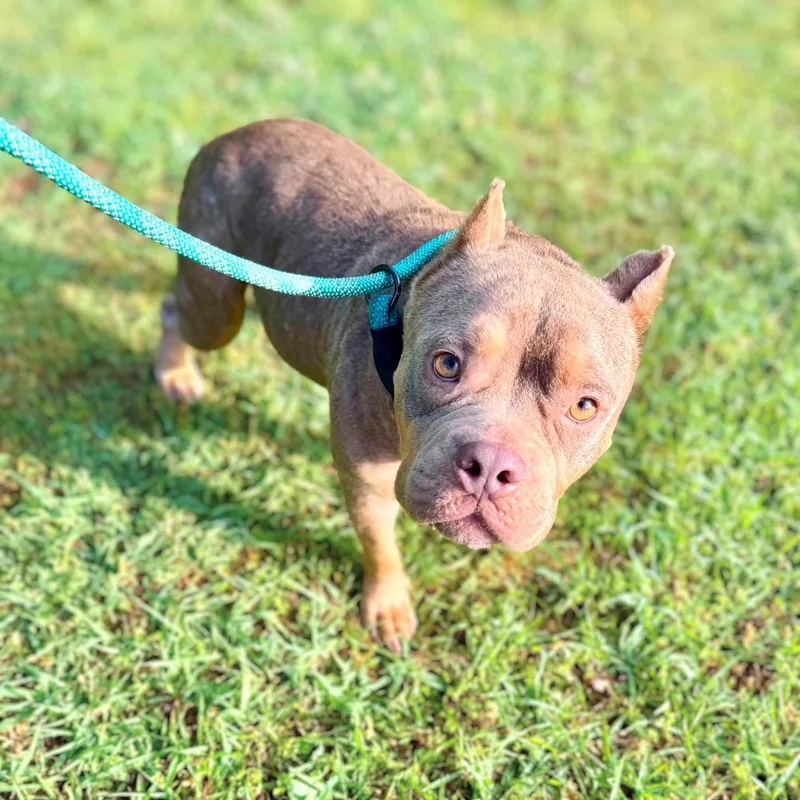 An adult medium-sized female Gray / Blue / Silver American Bully dog named 143 (I Love You) for adoption in New York, NY