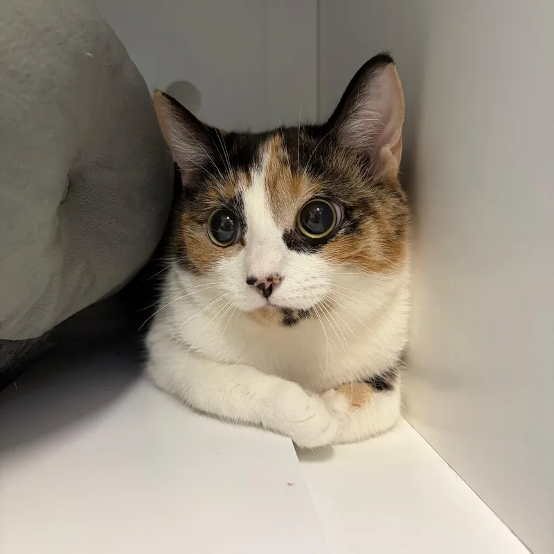 A young medium-sized female Calico Domestic Short Hair cat named Quinn for adoption in Bedford, NH