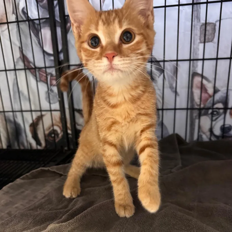 A baby small-sized female Orange / Red Domestic Short Hair cat named Emmy for adoption in New Orleans, LA