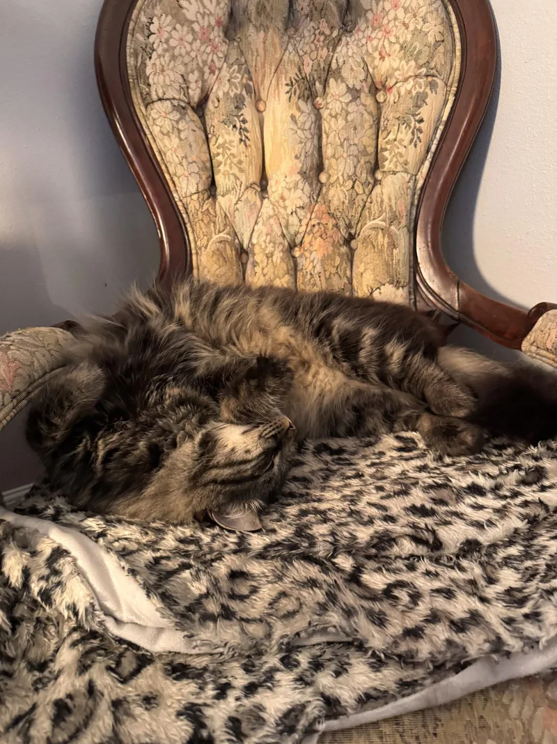 An adult medium-sized male Tabby cat named Scotland for adoption in Hillsboro, OR