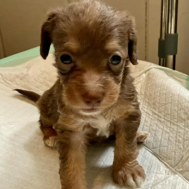A baby small-sized female Dachshund dog named Primrose for adoption in Cumming, GA