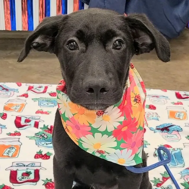 A young medium-sized male Black Labrador Retriever dog named Pepper for adoption in Woolwich, ME