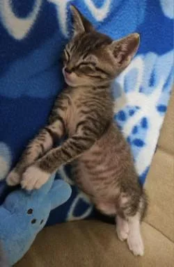 A baby small-sized male Domestic Short Hair cat named Denver for adoption in Honolulu, HI