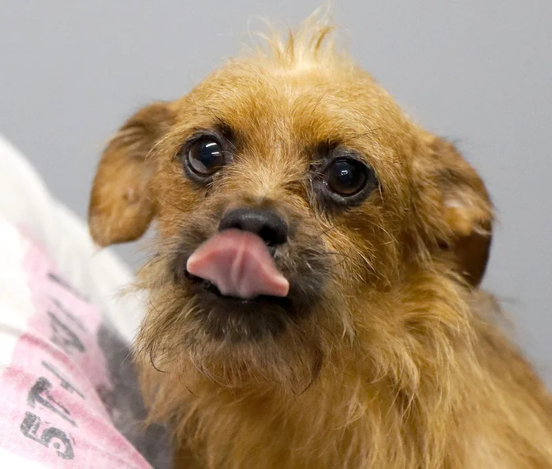An adult small-sized male Yellow / Tan / Blond / Fawn Irish Terrier dog named Hojo for adoption in Kansas City, KS