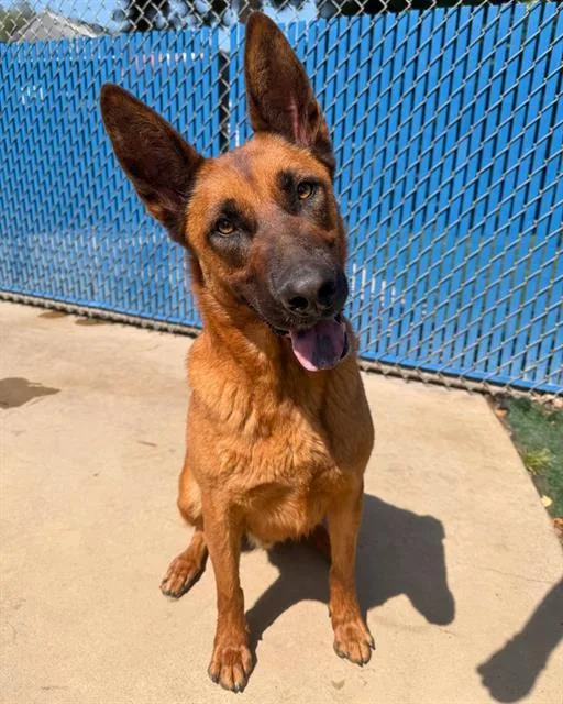 An adult large-sized male German Shepherd Dog dog named Sunny for adoption in Chula Vista, CA