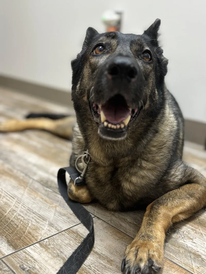 An adult medium-sized female German Shepherd Dog dog named Sadie for adoption in Centreville, VA