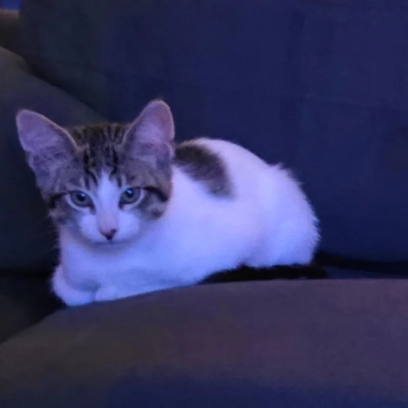 A baby small-sized male Brown / Chocolate Domestic Short Hair cat named Rumble for adoption in South Elgin, IL