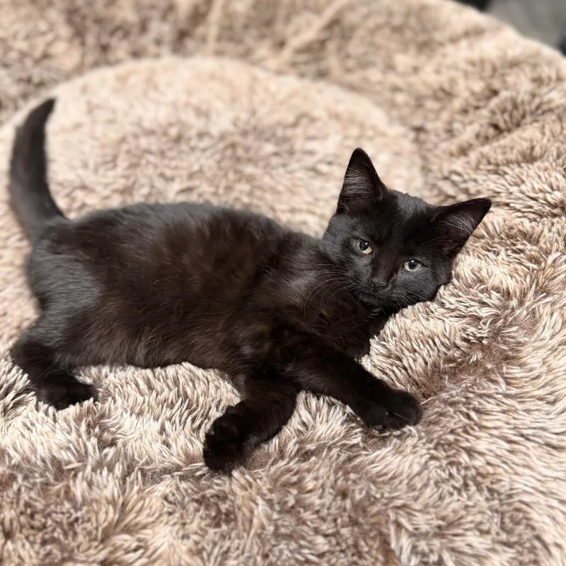 A young small-sized female Black Domestic Short Hair cat named Hockey for adoption in Delaware, OH