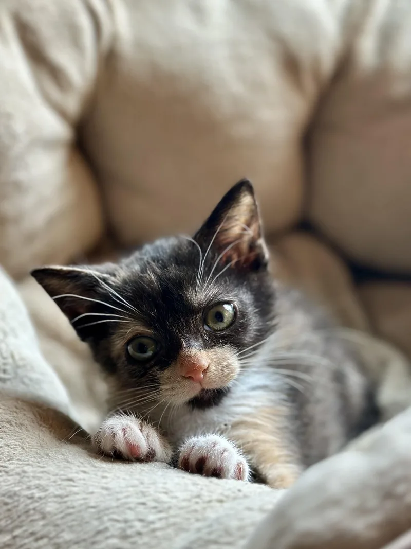 A baby medium-sized female Calico Domestic Short Hair cat named Kate for adoption in Suffolk, VA