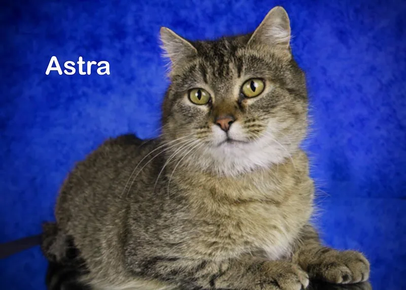 An adult medium-sized male Tabby (Brown / Chocolate) Tabby cat named Astra for adoption in York, NE