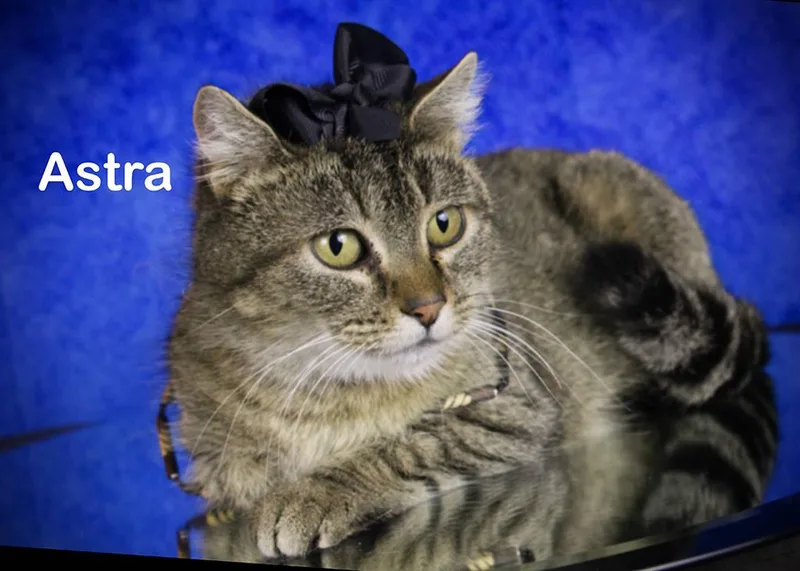 Astra thumbnail 2
