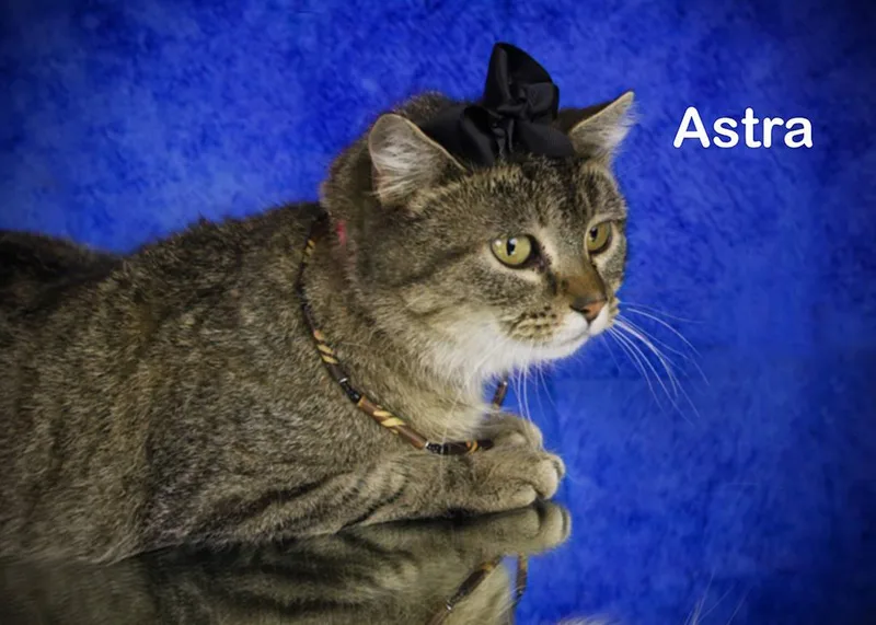 Astra thumbnail 3