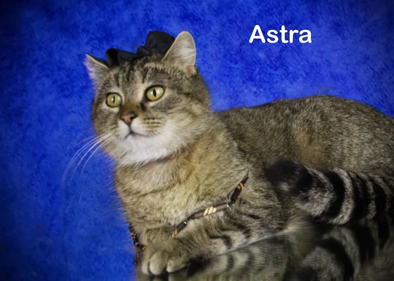 Astra thumbnail 4