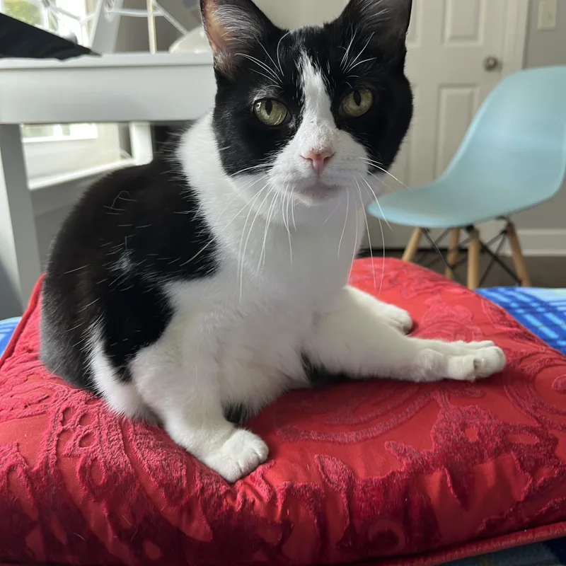 A senior medium-sized female Black & White / Tuxedo Domestic Short Hair cat named Bandit for adoption in DICKSON, TN