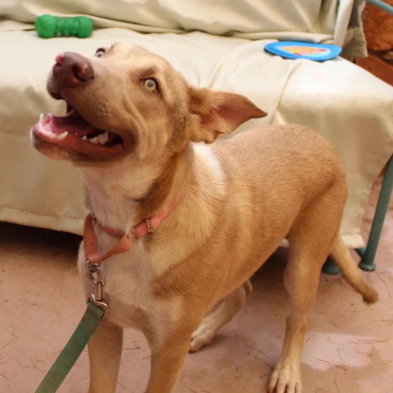 A young medium-sized male Australian Cattle Dog / Blue Heeler dog named Jojo for adoption in Cottonwood, AZ