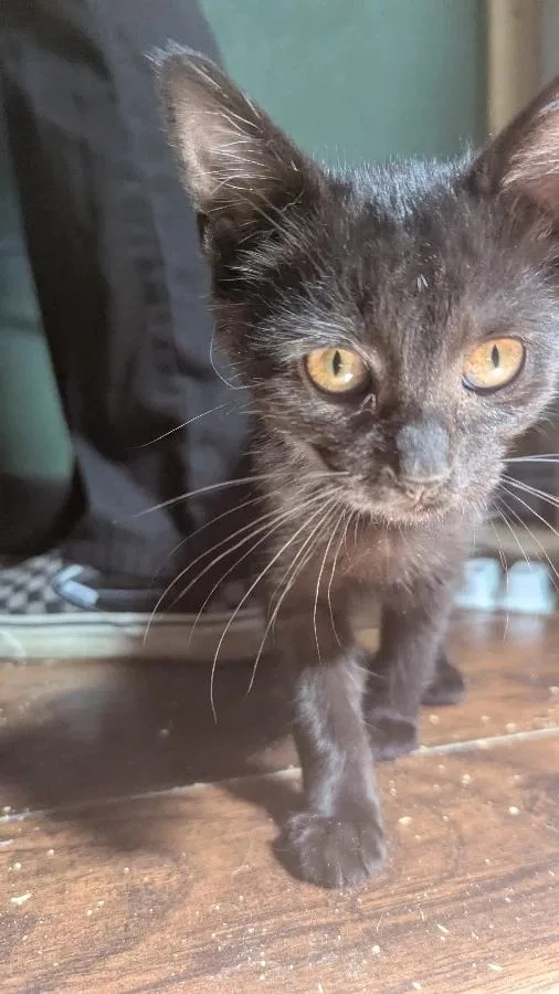 A baby small-sized female Black Domestic Short Hair cat named Valvoline for adoption in Cleveland, OH