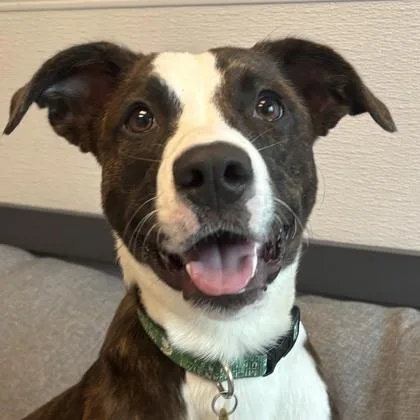 A young large-sized male Mixed Breed dog named Curt for adoption in Lansing, MI