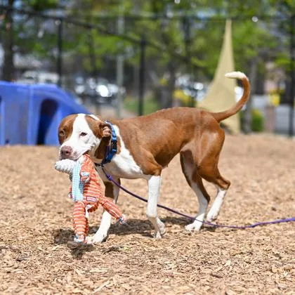 A young medium-sized female Mixed Breed dog named Bumbity for adoption in Chamblee, GA