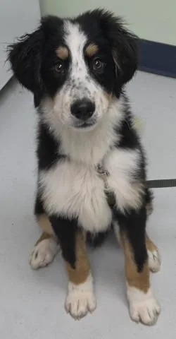 A baby medium-sized male Bernese Mountain Dog dog named Crodie for adoption in Savannah, GA