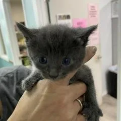 A baby small-sized male Gray / Blue / Silver Domestic Short Hair cat named Alan for adoption in Marble, NC