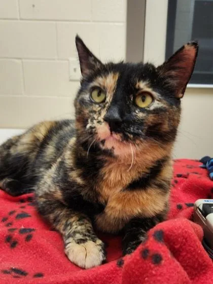 An adult medium-sized female Domestic Short Hair cat named Glimmer for adoption in Westland, MI