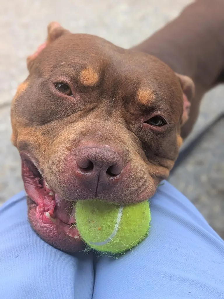 An adult medium-sized male Mixed Breed dog named Midas for adoption in Hyde Park, NY