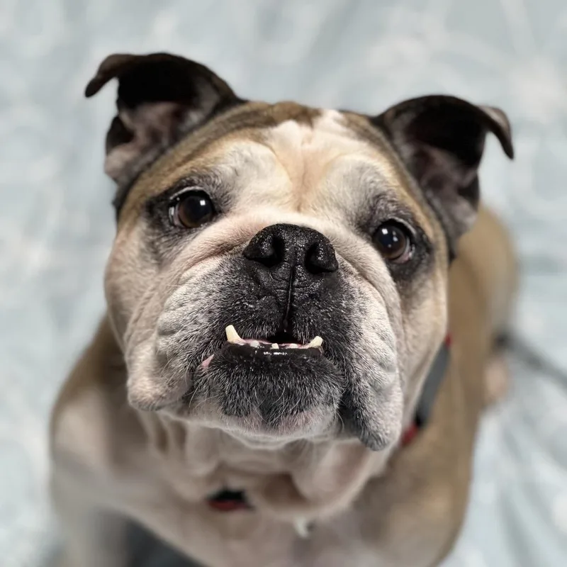 A senior medium-sized male White / Cream English Bulldog dog named Jaxx for adoption in Newark, NJ