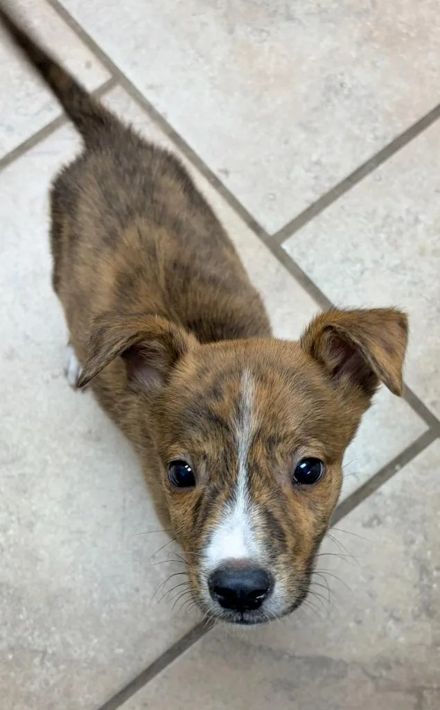 A baby medium-sized male Pit Bull Terrier dog named Huey Walter for adoption in Batesville, AR