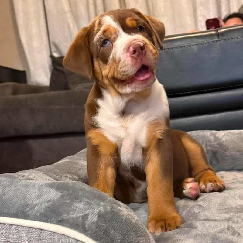 A baby medium-sized female Golden Bulldog dog named Bertha for adoption in Crosby, TX