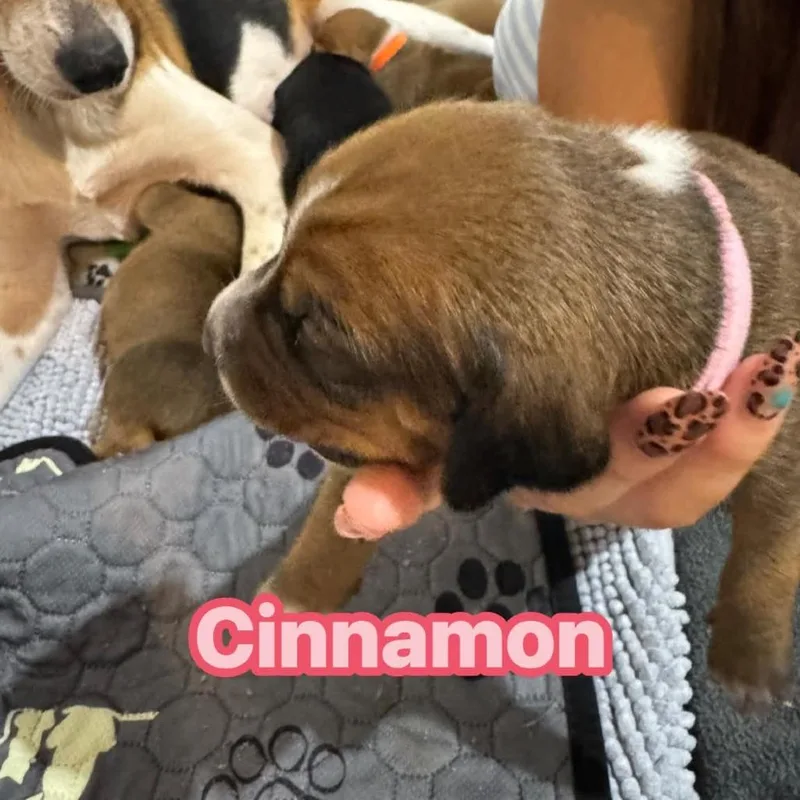 A baby medium-sized female Brown / Chocolate Coonhound dog named Cinnamon for adoption in Jarrettsville, MD
