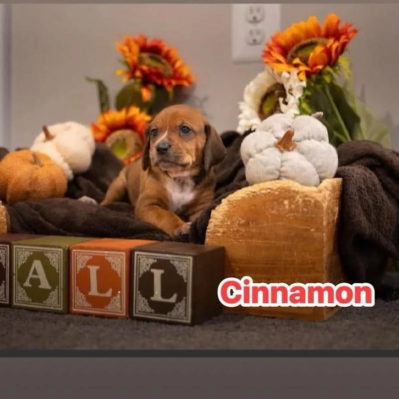 Cinnamon thumbnail 2