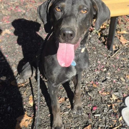 A young small-sized male Black Hound dog named Sammy Dixon for adoption in Rockaway, NJ