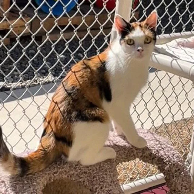 An adult medium-sized female Domestic Short Hair cat named Mitzi for adoption in Seal Beach, CA