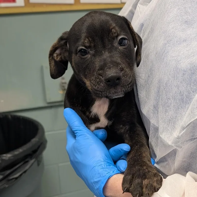 A baby small-sized male Black Retriever dog named Dragon for adoption in Greenville, SC