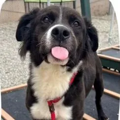 An adult medium-sized male Black Border Collie dog named Aladdin for adoption in Mooresville, NC