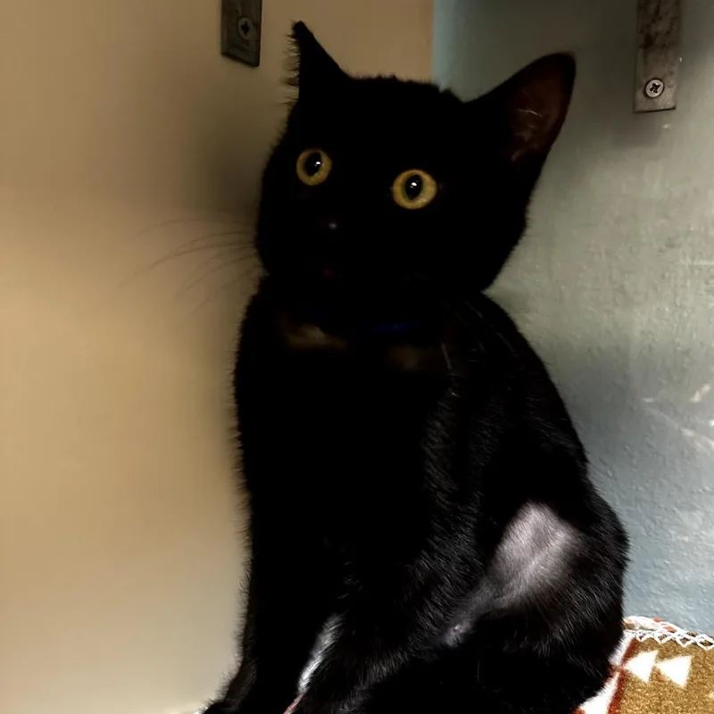 A young small-sized female Black Domestic Short Hair cat named Squawk for adoption in Las Vegas, NV
