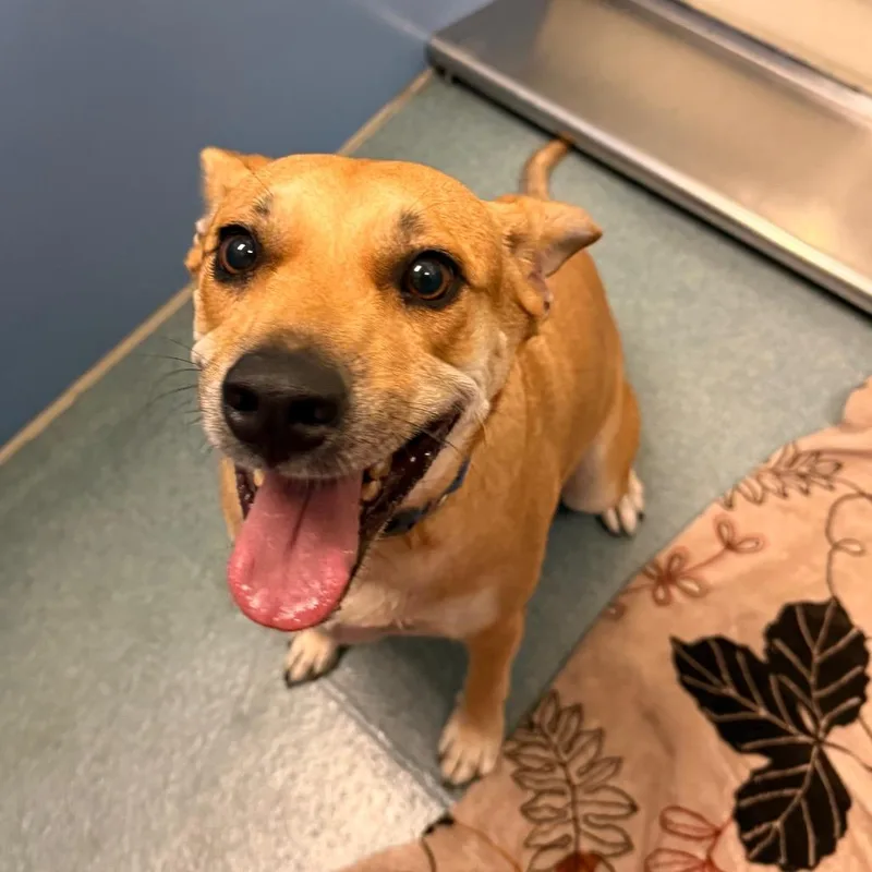An adult medium-sized female Brown / Chocolate Shepherd dog named Penny for adoption in Edinburg, TX
