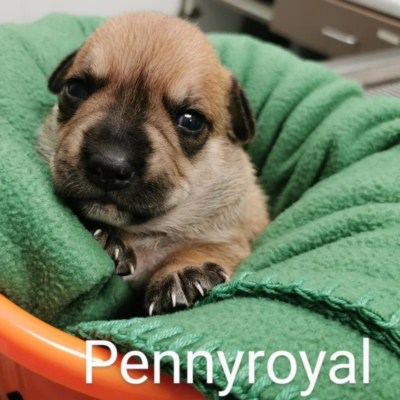 Penny thumbnail 3