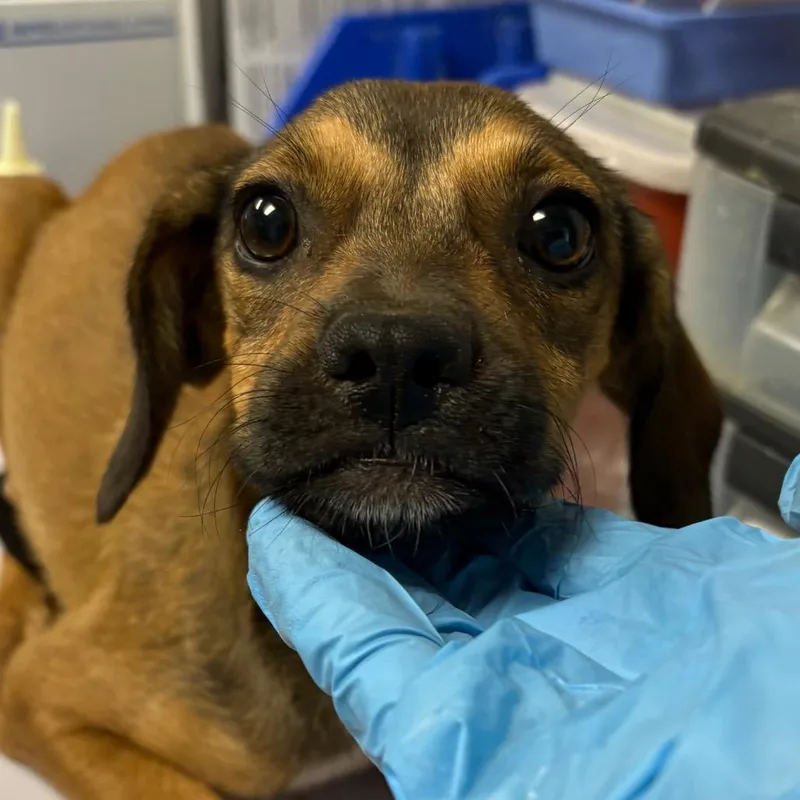 A baby small-sized female Brown / Chocolate Mixed Breed dog named Connie for adoption in Yuma, AZ
