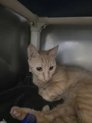 An adult small-sized female Domestic Short Hair cat named Butterscotch for adoption in Madison, NJ