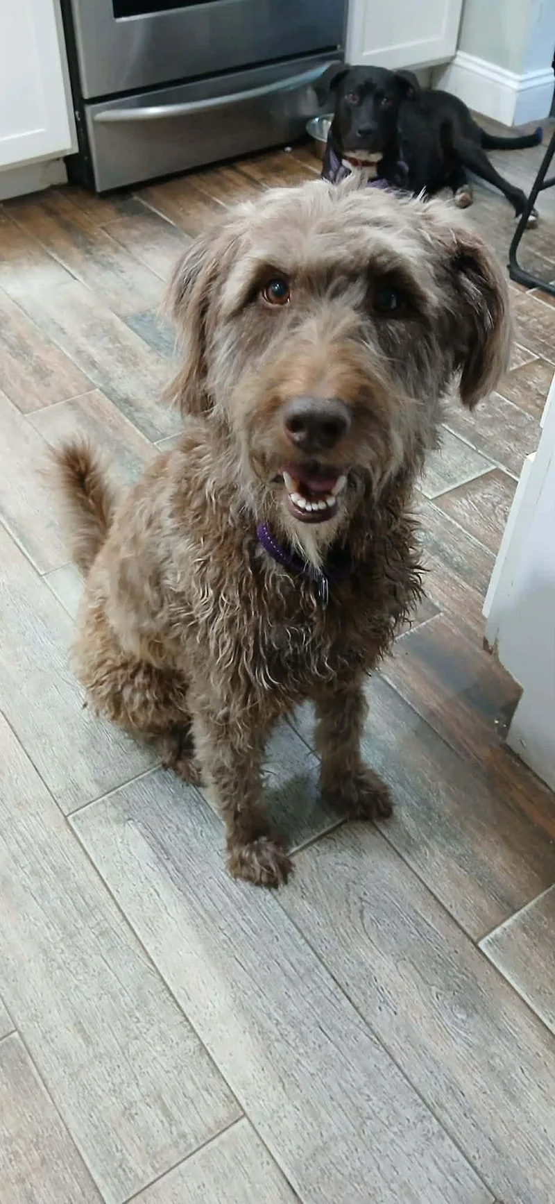 An adult medium-sized female Brown / Chocolate Labradoodle dog named Gabbie for adoption in Elkton, MD