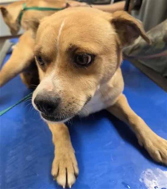 A young small-sized male Chihuahua dog named Saturn for adoption in Phoenix, AZ