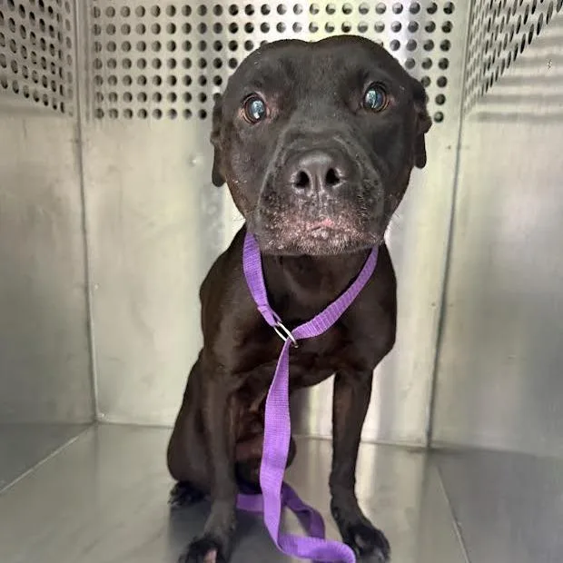 A baby medium-sized male Black Mixed Breed dog named Strayalpinedrivecussetaroad for adoption in Columbus, GA