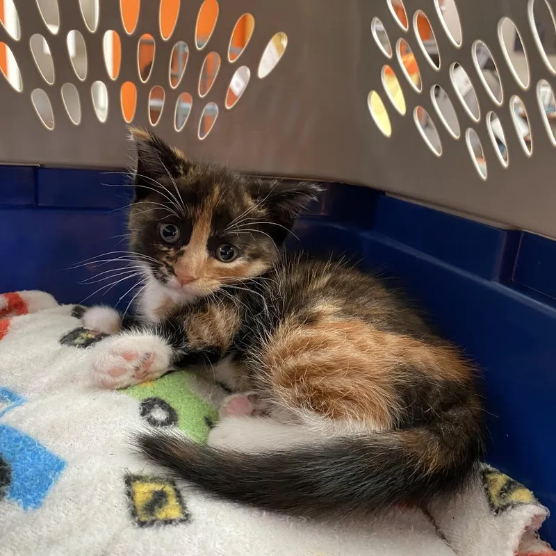 A baby small-sized female Tortoiseshell Domestic Short Hair cat named Xie Xie for adoption in Westminster, CA