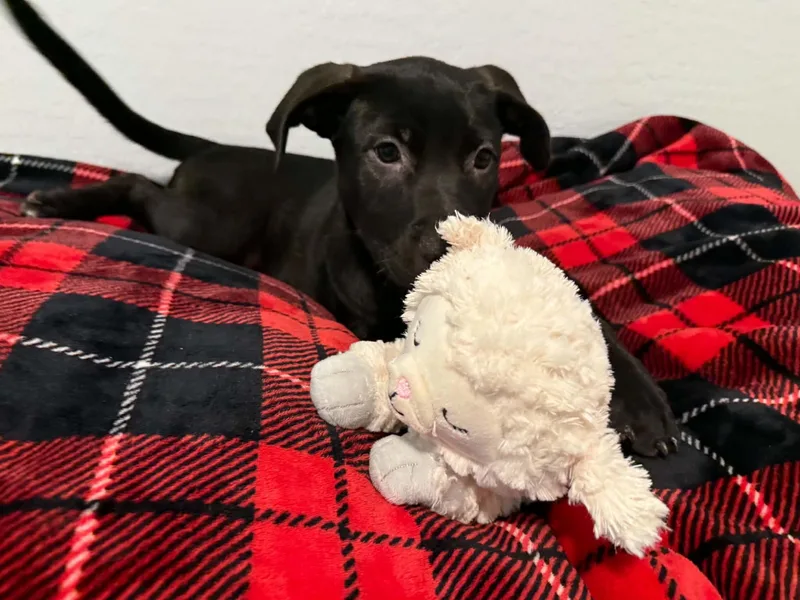A baby large-sized female Mastiff dog named Tori puppy Tinkerbell for adoption in Glendale, AZ
