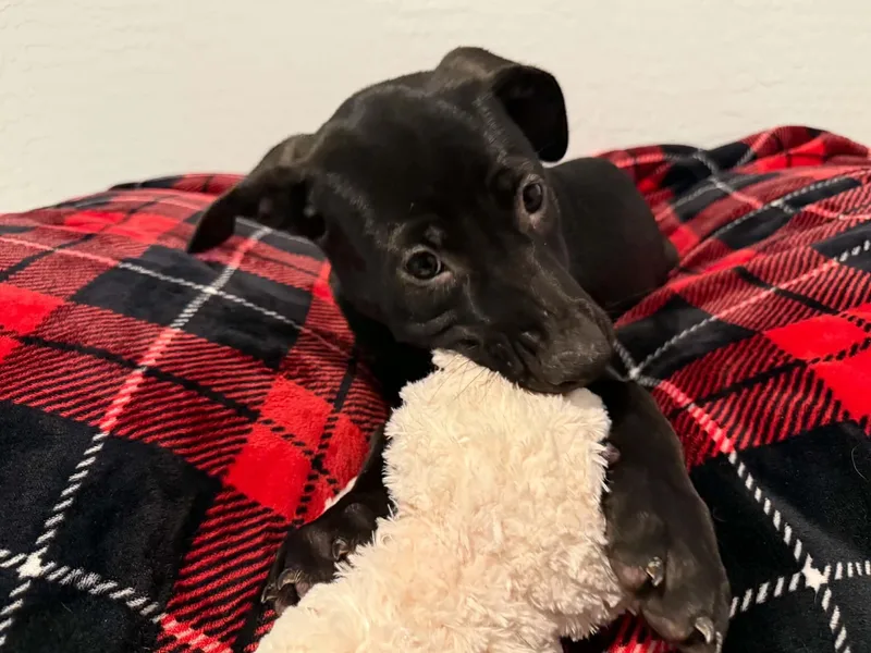 Tori puppy  Tinkerbell thumbnail 2