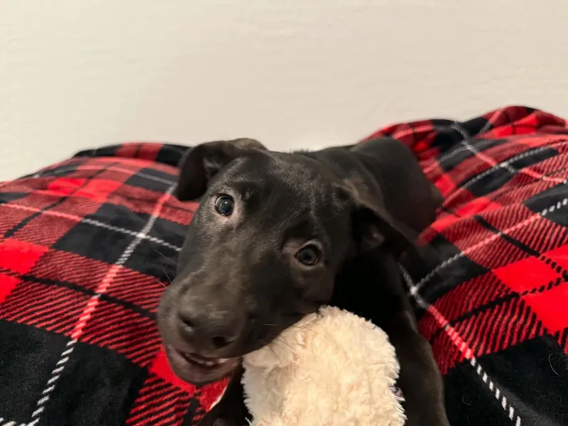 Tori puppy  Tinkerbell thumbnail 3
