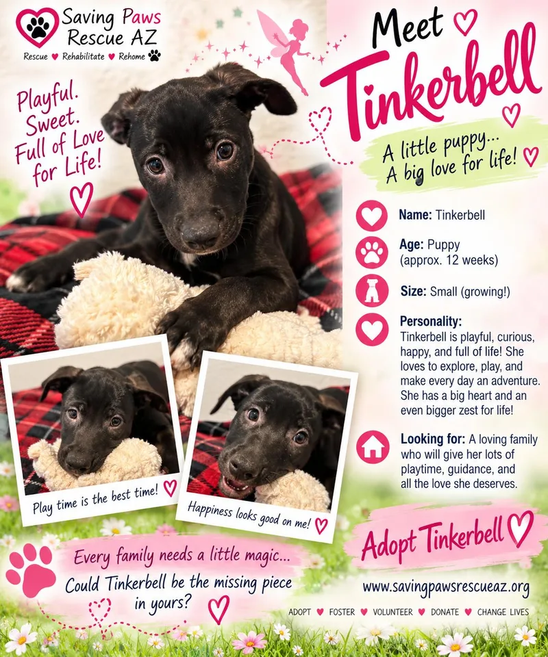 Tori puppy  Tinkerbell thumbnail 4