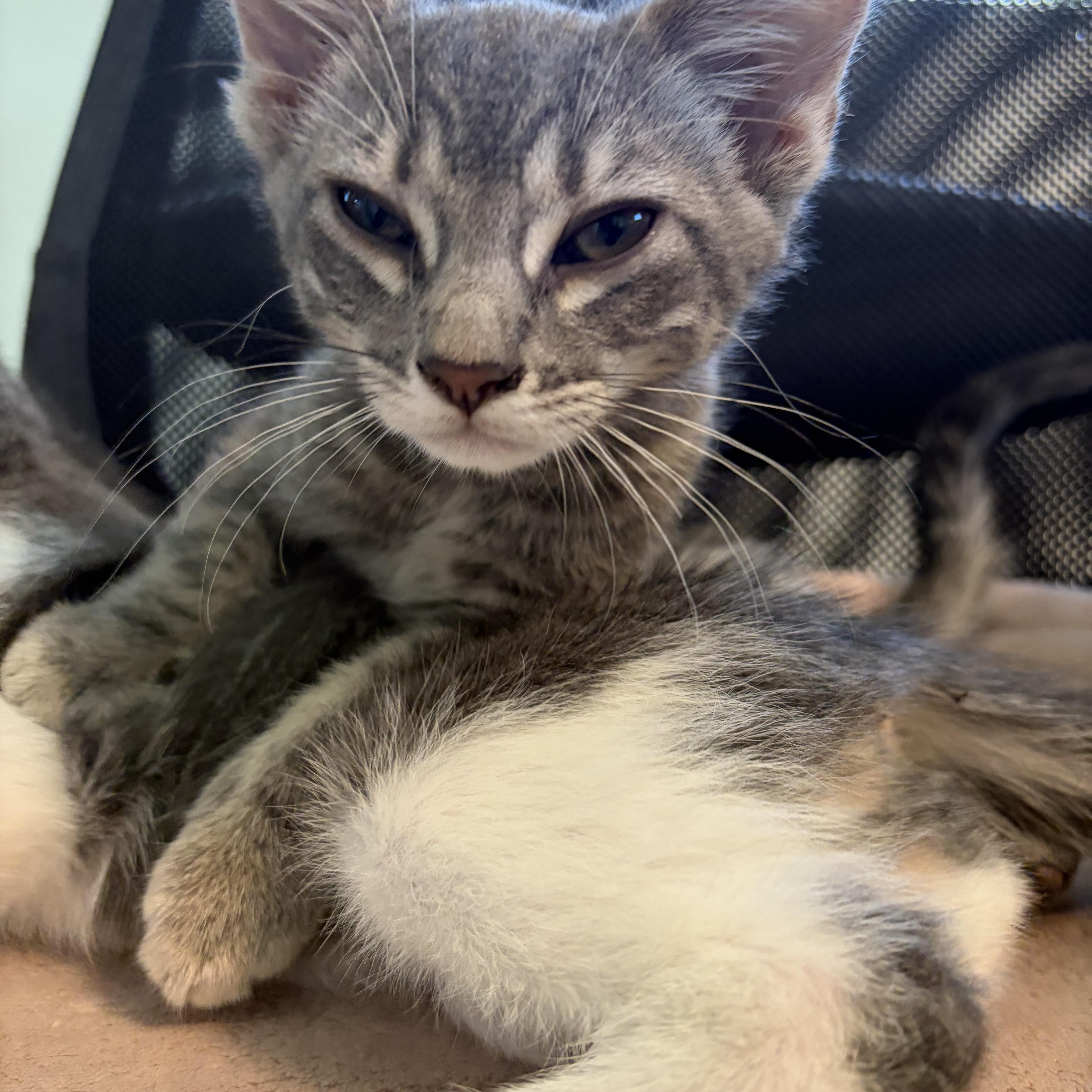 A baby medium-sized male Tabby (Gray / Blue / Silver) Domestic Short Hair cat named Tommy & Luna for adoption in Pacific Palisades, CA