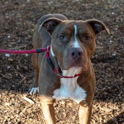 An adult large-sized male Mixed Breed dog named Quanny for adoption in Chamblee, GA